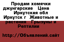Продам хомячки джунгарские › Цена ­ 100 - Иркутская обл., Иркутск г. Животные и растения » Грызуны и Рептилии   